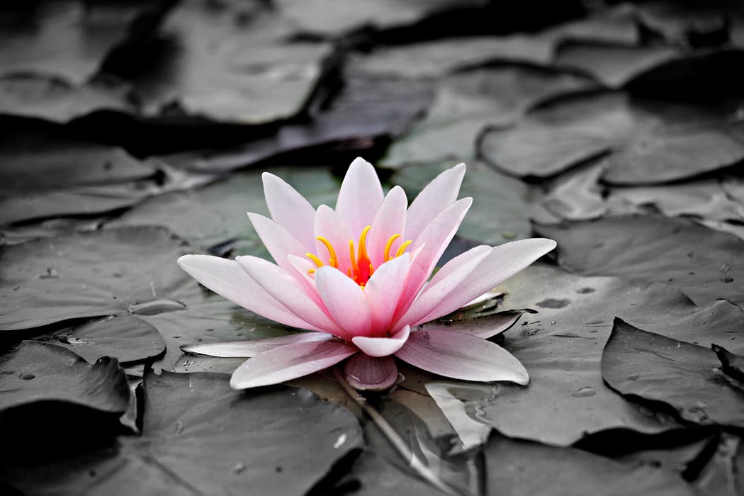 Picture of the Lotus Flower